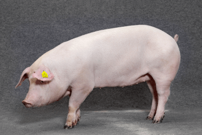 landracesau Danish Genetics Kreuzungssauen